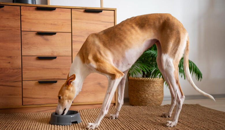 What goes into a tail-wagging bowl?