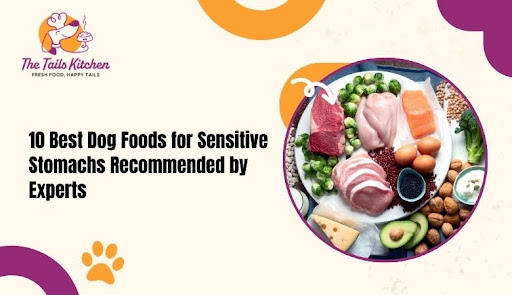 10 Best Dog Foods for Sensitive Stomachs Recommended by Experts