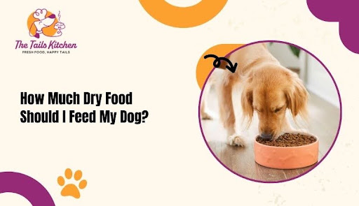 Feed My Dog