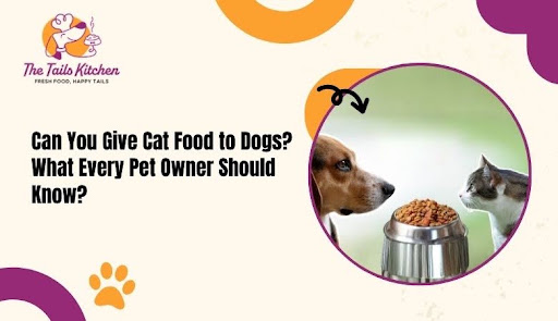 Can You Give Cat Food to Dogs? What Every Pet Owner Should Know?