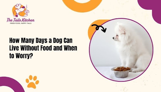 Dog Can Live Without Food